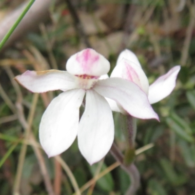 Caladenia alpina (Mountain Caps) at Cotter River, ACT - 29 Nov 2021 by Christine