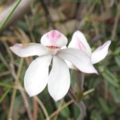 Caladenia alpina (Mountain Caps) at Cotter River, ACT - 29 Nov 2021 by Christine