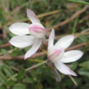 Caladenia alpina at Cotter River, ACT - suppressed