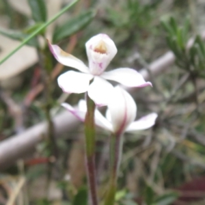 Caladenia alpina at Cotter River, ACT - suppressed