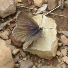 Candalides heathi (Rayed Blue) at Cotter River, ACT - 29 Nov 2021 by Christine