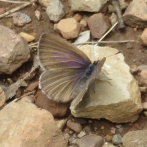 Candalides heathi at Cotter River, ACT - 29 Nov 2021