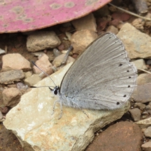 Candalides heathi at Cotter River, ACT - 29 Nov 2021