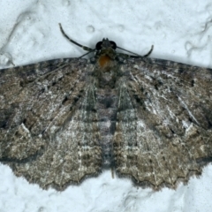 Visiana brujata (Brujata Carpet) at Ainslie, ACT - 5 Nov 2021 by jb2602