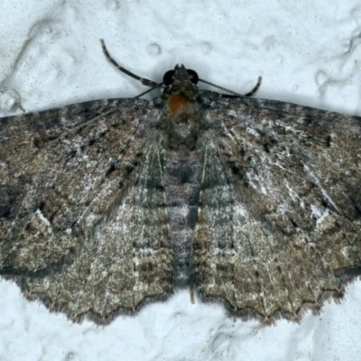 Visiana brujata (Brujata Carpet) at Ainslie, ACT - 5 Nov 2021 by jb2602