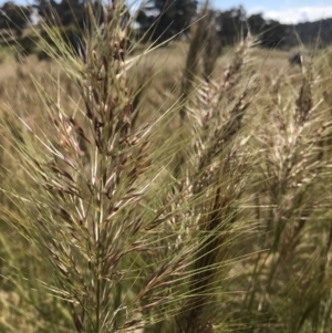 Austrostipa densiflora at Watson, ACT - 2 Dec 2021