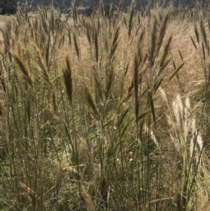 Austrostipa densiflora at Watson, ACT - 2 Dec 2021