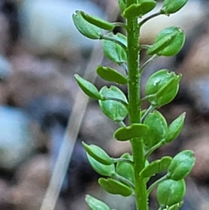 Lepidium africanum at Lyneham, ACT - 2 Dec 2021 11:23 AM