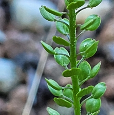 Lepidium africanum (Common Peppercress) at Sullivans Creek, Lyneham South - 2 Dec 2021 by trevorpreston