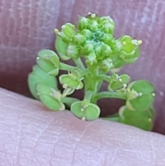 Lepidium africanum at Lyneham, ACT - 2 Dec 2021 11:23 AM