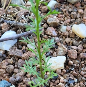 Lepidium africanum at Lyneham, ACT - 2 Dec 2021 11:23 AM