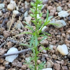 Lepidium africanum at Lyneham, ACT - 2 Dec 2021 11:23 AM