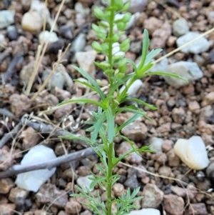 Lepidium africanum at Lyneham, ACT - 2 Dec 2021 11:23 AM