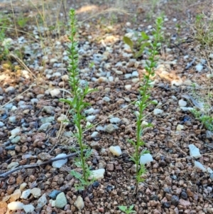 Lepidium africanum at Lyneham, ACT - 2 Dec 2021 11:23 AM