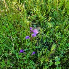 Utricularia dichotoma (Fairy Aprons, Purple Bladderwort) at Goorooyarroo NR (ACT) - 1 Dec 2021 by EmilySutcliffe