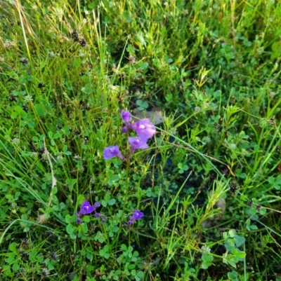 Utricularia dichotoma (Fairy Aprons, Purple Bladderwort) at Goorooyarroo NR (ACT) - 1 Dec 2021 by EmilySutcliffe