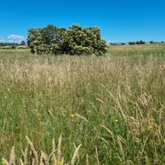 Acacia (genus) (A Wattle) at Harrison, ACT - 2 Dec 2021 by EmilySutcliffe