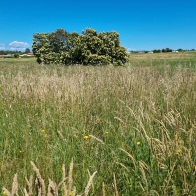 Acacia (genus) (A Wattle) at Harrison, ACT - 2 Dec 2021 by EmilySutcliffe
