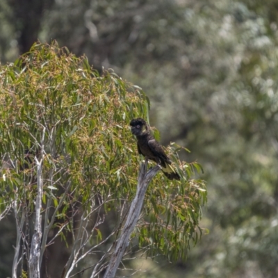 Zanda funerea (Yellow-tailed Black-Cockatoo) at Uriarra, NSW - 1 Dec 2021 by trevsci