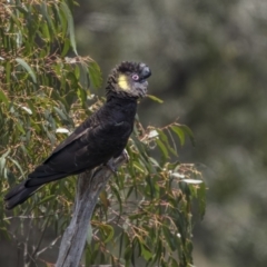 Zanda funerea at Uriarra, NSW - 1 Dec 2021