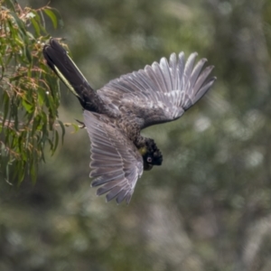 Zanda funerea at Uriarra, NSW - 1 Dec 2021