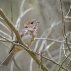 Pachycephala pectoralis (Golden Whistler) at Lower Cotter Catchment - 1 Dec 2021 by trevsci