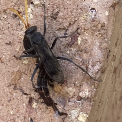 Pompilidae (family) (Unidentified Spider wasp) at Theodore, ACT - 2 Dec 2021 by Cardy