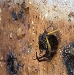 Pompilidae (family) at Theodore, ACT - 2 Dec 2021