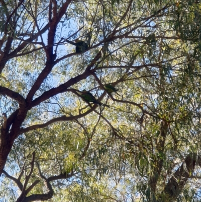 Polytelis swainsonii (Superb Parrot) at Holt, ACT - 1 Dec 2021 by mandimoo