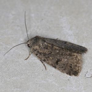 Thoracolopha (genus) at O'Connor, ACT - 30 Nov 2021 09:10 PM