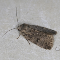 Thoracolopha (genus) (A Noctuid moth) at O'Connor, ACT - 30 Nov 2021 by ibaird
