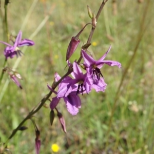 Arthropodium fimbriatum at Farrer, ACT - 2 Dec 2021