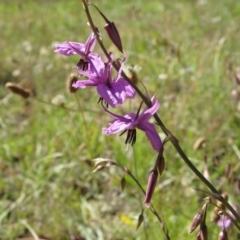 Arthropodium fimbriatum at Farrer, ACT - 2 Dec 2021 08:34 AM