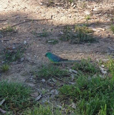 Psephotus haematonotus (Red-rumped Parrot) at Holt, ACT - 2 Dec 2021 by mandimoo