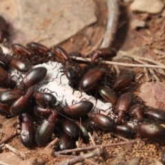 Unidentified Darkling beetle (Tenebrionidae) at The Rock, NSW - 26 Mar 2021 by Tammy