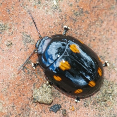 Paropsisterna octosignata (Eucalyptus leaf beetle) at QPRC LGA - 30 Nov 2021 by WHall