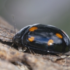 Paropsisterna octosignata at Googong, NSW - 30 Nov 2021