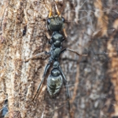 Myrmecia sp., pilosula-group (Jack jumper) at QPRC LGA - 30 Nov 2021 by WHall