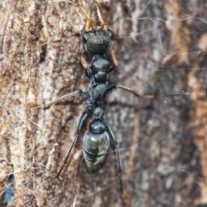 Myrmecia sp., pilosula-group at Googong, NSW - 30 Nov 2021