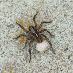 Lycosidae (family) at Googong, NSW - 28 Nov 2021