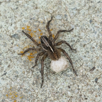 Lycosidae (family) (Wolf spider) at Googong, NSW - 28 Nov 2021 by WHall