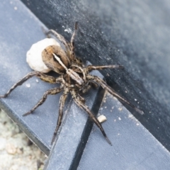 Lycosidae (family) at Googong, NSW - 28 Nov 2021