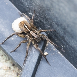 Lycosidae (family) at Googong, NSW - 28 Nov 2021