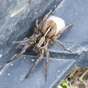 Lycosidae (family) at Googong, NSW - 28 Nov 2021