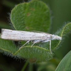 Culladia cuneiferellus (Crambinae moth) at QPRC LGA - 28 Nov 2021 by WHall