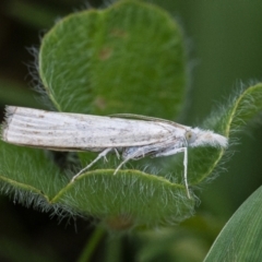 Culladia cuneiferellus (Crambinae moth) at Googong, NSW - 28 Nov 2021 by WHall