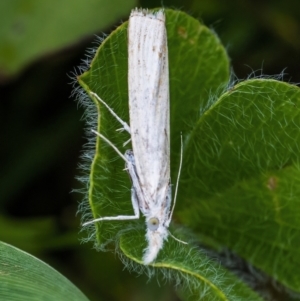 Culladia cuneiferellus at Googong, NSW - 28 Nov 2021