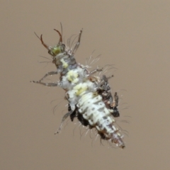 Chrysopidae (family) at Evatt, ACT - 1 Dec 2021