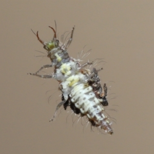 Chrysopidae (family) at Evatt, ACT - 1 Dec 2021