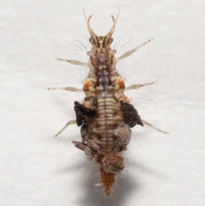 Chrysopidae (family) at Evatt, ACT - 1 Dec 2021